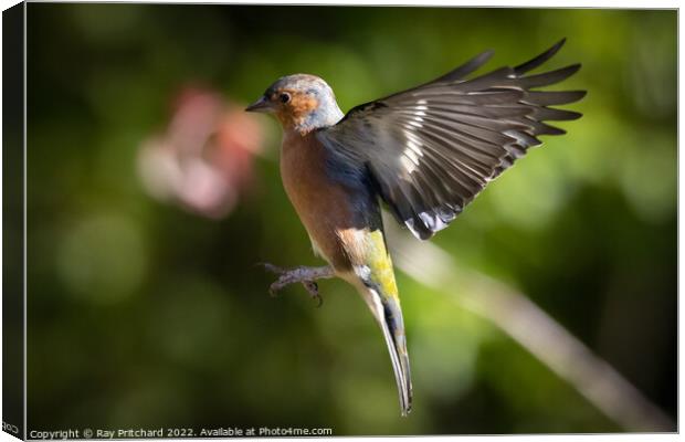 Chaffinch in Flight  Canvas Print by Ray Pritchard