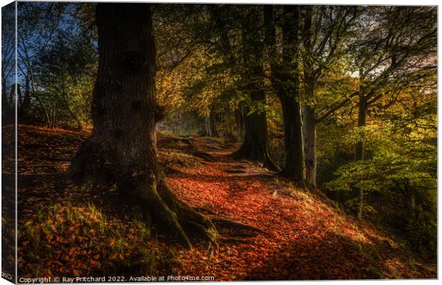 Autumn at Ousbrough Wood Canvas Print by Ray Pritchard