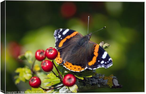 Red Admiral Butterfly  Canvas Print by Ray Pritchard