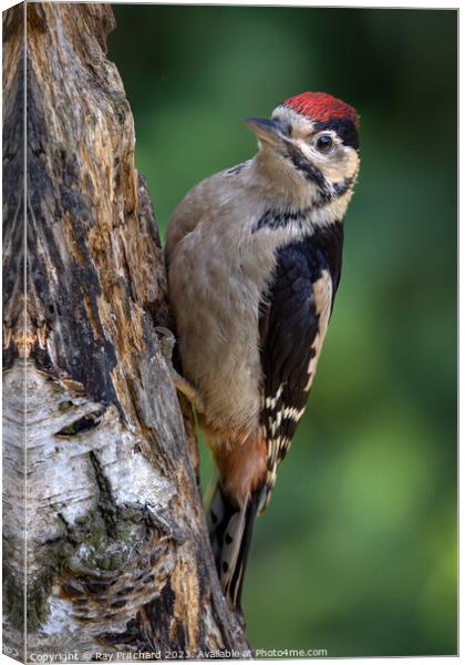 Great Spotted Woodpecker  Canvas Print by Ray Pritchard