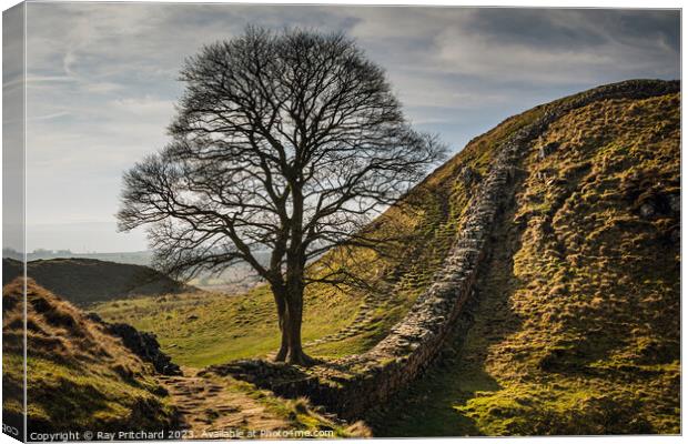 Sycamore at Hadrian's Wall Canvas Print by Ray Pritchard