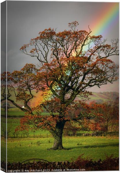 Rainbow and the Tree  Canvas Print by Ray Pritchard