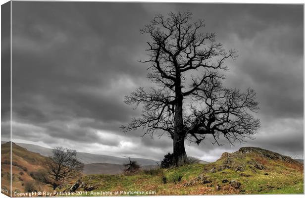 Tree at Park Brow Canvas Print by Ray Pritchard
