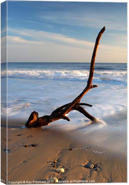 Washed up Canvas Print by Ray Pritchard