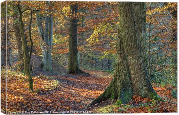 Autumn Trees Canvas Print by Ray Pritchard