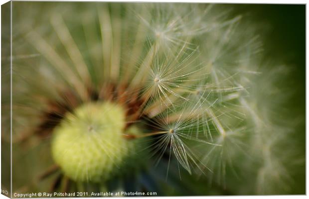 Dandelion Clock Canvas Print by Ray Pritchard