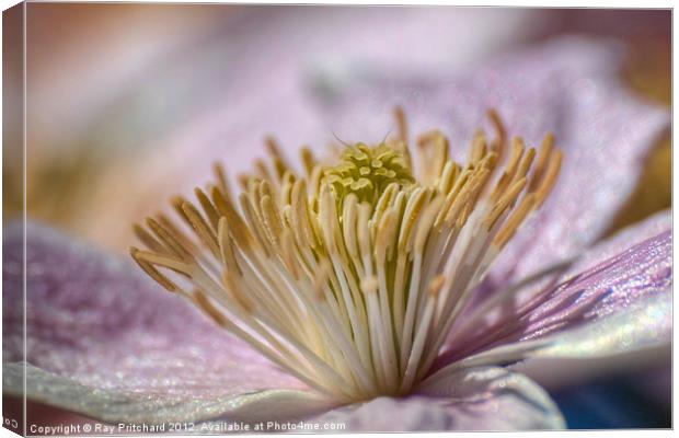 Clematis montana Canvas Print by Ray Pritchard