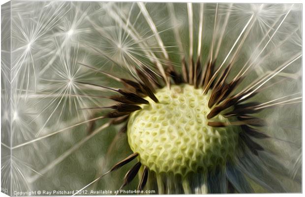 Painted Dandelion Clock Canvas Print by Ray Pritchard