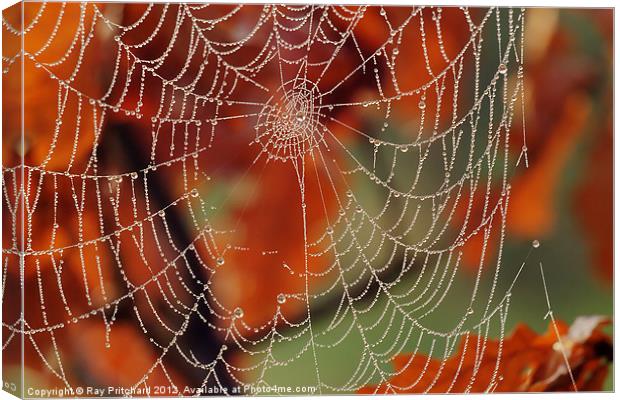 Dew Covered Web Canvas Print by Ray Pritchard