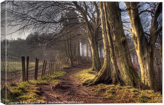 HDR of Trees in Ousbrough Wood Canvas Print by Ray Pritchard