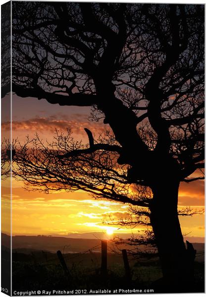 Sunset and Tree Canvas Print by Ray Pritchard