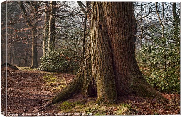 Big Old Tree Canvas Print by Ray Pritchard