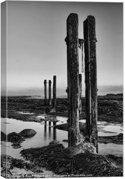 Old Groynes at Whitley Bay Canvas Print by Ray Pritchard