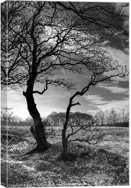 Causey Trees Canvas Print by Ray Pritchard