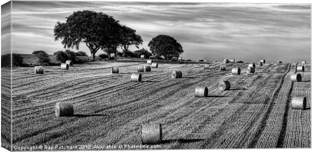 Hay Roles,black and white Canvas Print by Ray Pritchard