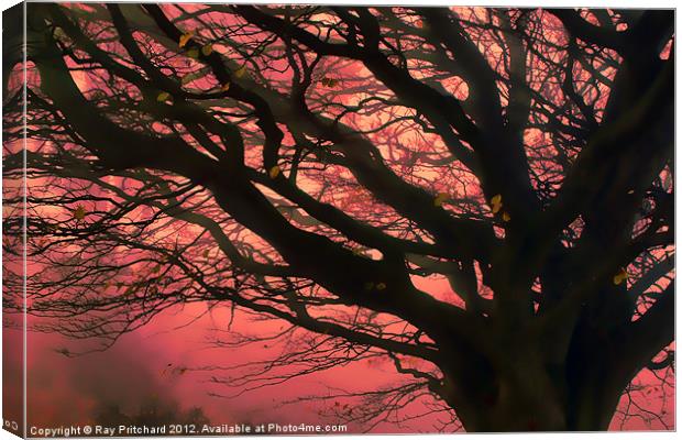 Firery Tree Canvas Print by Ray Pritchard