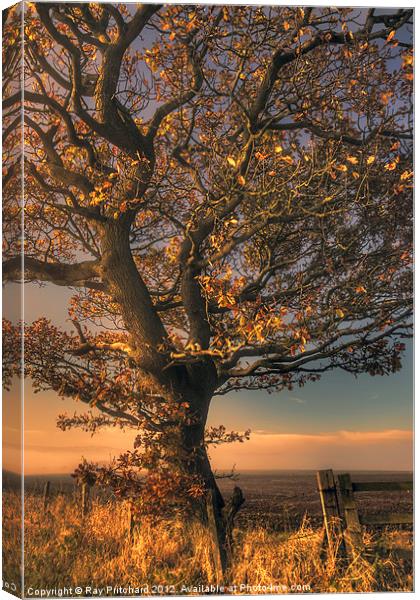 Autumn Tree Canvas Print by Ray Pritchard