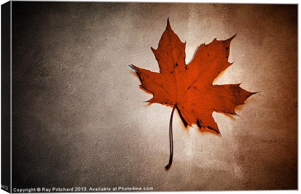 Simple Leaf Canvas Print by Ray Pritchard