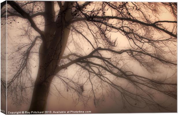 Tree in the Mist Canvas Print by Ray Pritchard