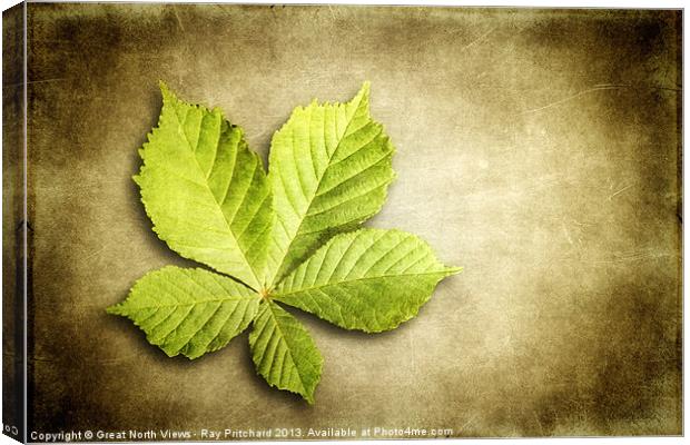 Horse Chestnut Leaf Canvas Print by Ray Pritchard