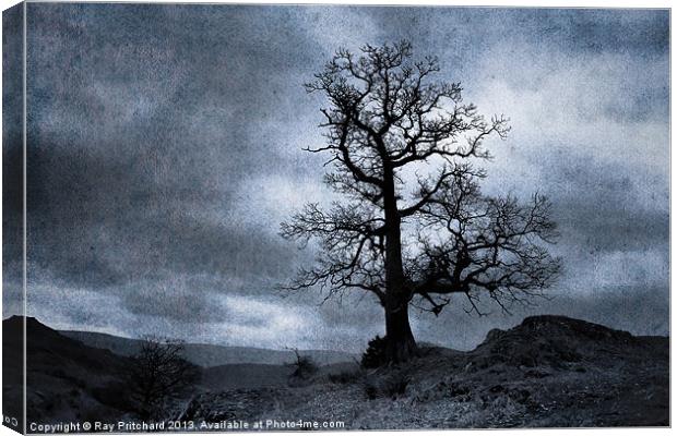 Dark Tree Canvas Print by Ray Pritchard