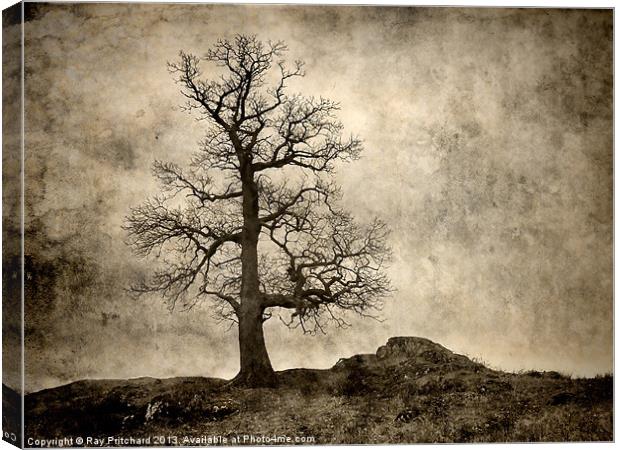 Tree At Park Brow Canvas Print by Ray Pritchard