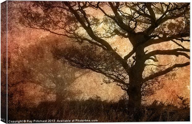 Misty Trees Canvas Print by Ray Pritchard
