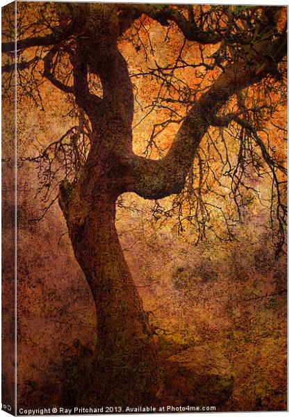 Tree Canvas Print by Ray Pritchard