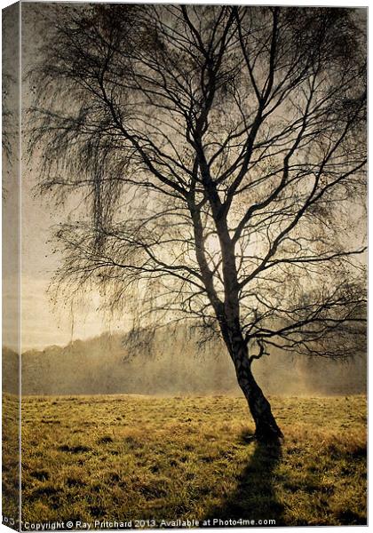 Ryton Willows Canvas Print by Ray Pritchard