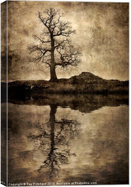 Park Brow Tree Canvas Print by Ray Pritchard