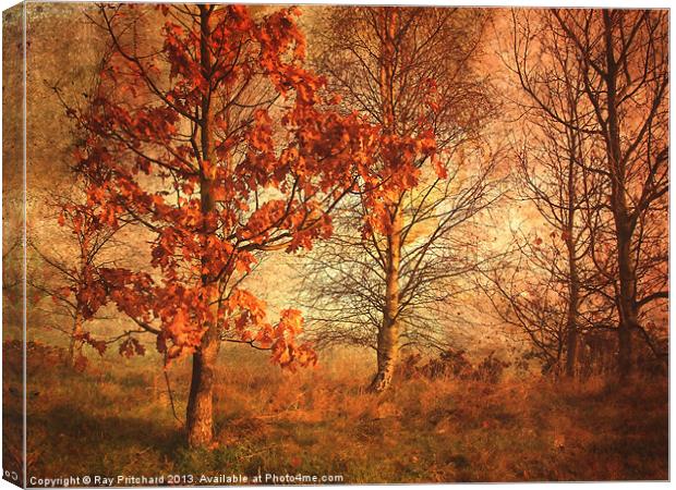 Textured Autumn Trees Canvas Print by Ray Pritchard