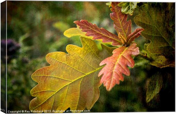 New Oak Leaves Canvas Print by Ray Pritchard