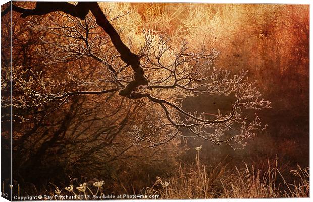 Frost Covered Branch Canvas Print by Ray Pritchard