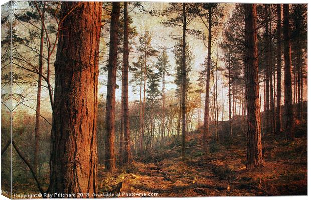 Textured Woods Canvas Print by Ray Pritchard
