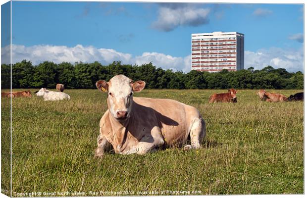 Newcastle City Cows Canvas Print by Ray Pritchard
