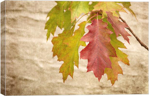 Autumn Already Canvas Print by Ray Pritchard