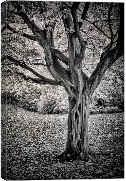 Leazes Tree Canvas Print by Ray Pritchard