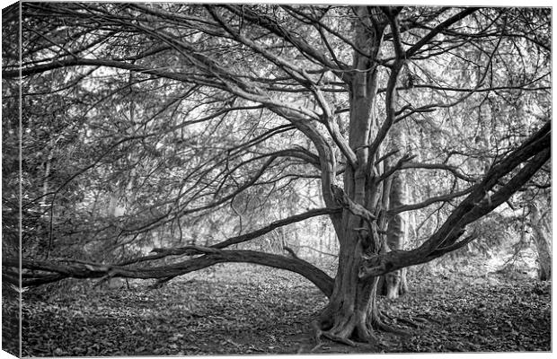 Tree at Finchale Canvas Print by Ray Pritchard