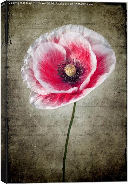 Red and White Poppy Canvas Print by Ray Pritchard