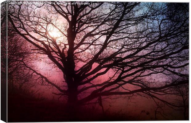 Tree in the Mist Canvas Print by Ray Pritchard