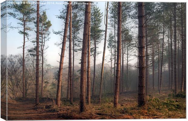 Pines in Ousbrough Woods Canvas Print by Ray Pritchard