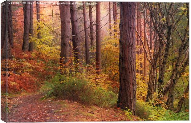 Autumn Trees Canvas Print by Ray Pritchard