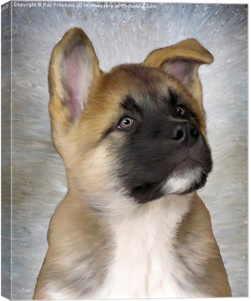 Akita Puppy Canvas Print by Ray Pritchard