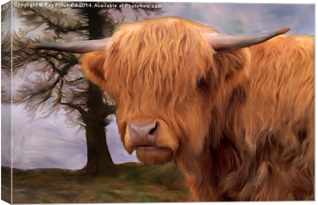 Highland Cow Canvas Print by Ray Pritchard