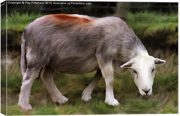 Herdwick Sheep Canvas Print by Ray Pritchard