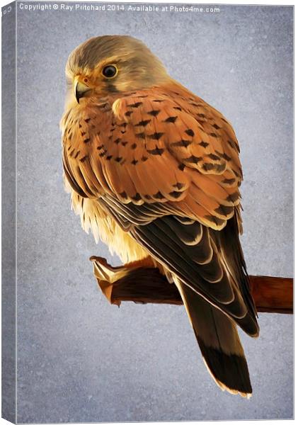 Kestrel Paint Over Canvas Print by Ray Pritchard
