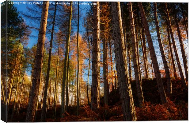  Autumn in Ousbrough Woods Canvas Print by Ray Pritchard