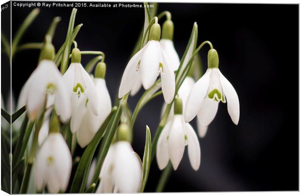  Snow Drops Canvas Print by Ray Pritchard