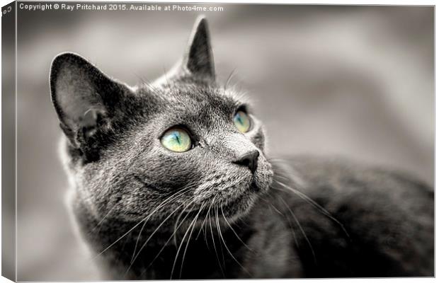 Cat Looking Up Canvas Print by Ray Pritchard