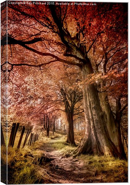  Ousbrough Woods Canvas Print by Ray Pritchard